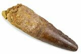 Fossil Spinosaurus Tooth - Real Dinosaur Tooth #374012-1